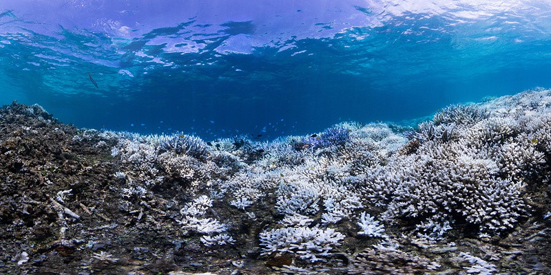 В поиске подходов сохранения и восстановления коралловых рифов