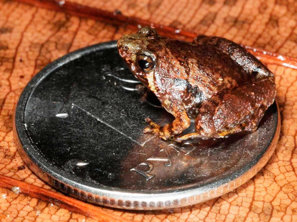 Биологи МГУ описали малоизученный род мельчайших лягушек
