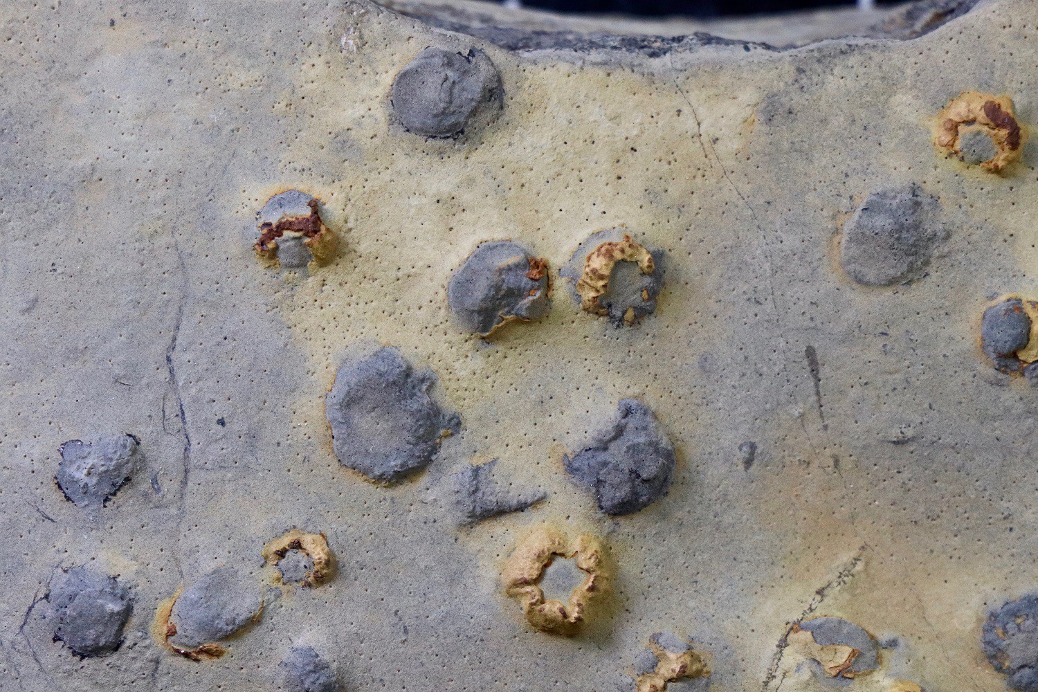 Биологи МГУ нашли в древних отложениях Намибии животных необычной сохранности