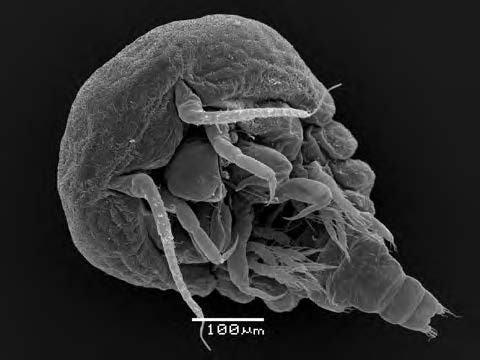 Микроскопические паразиты и комменсалы обитателей коралловых сообществ Карибского моря