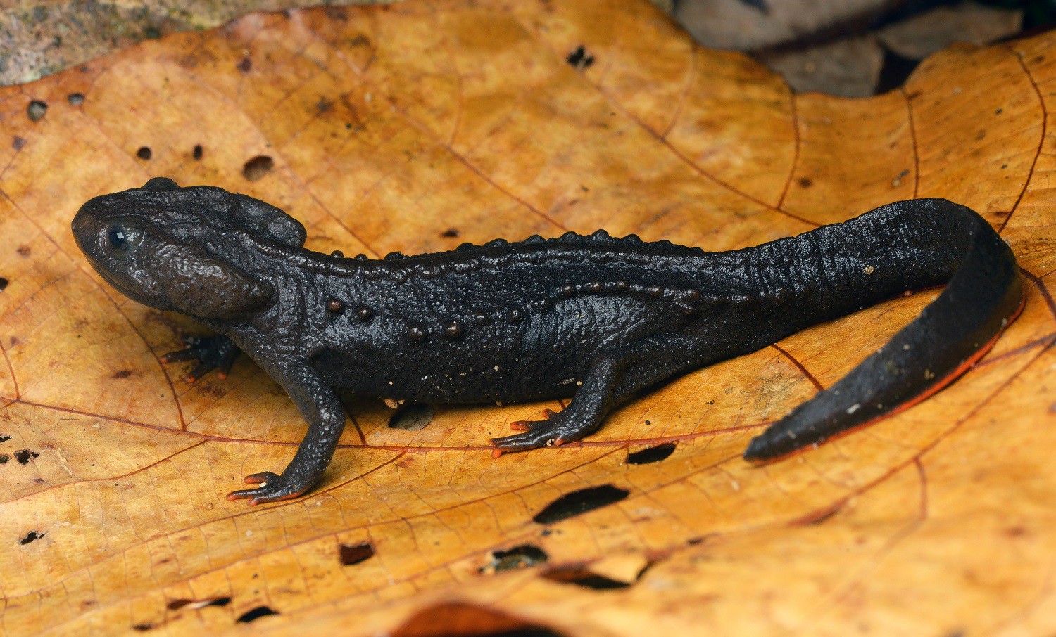 Зоологи описали новый вид крокодиловых тритонов из Юго-Восточной Азии