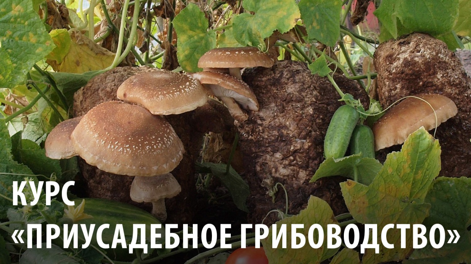 Курс «Приусадебное грибоводство»