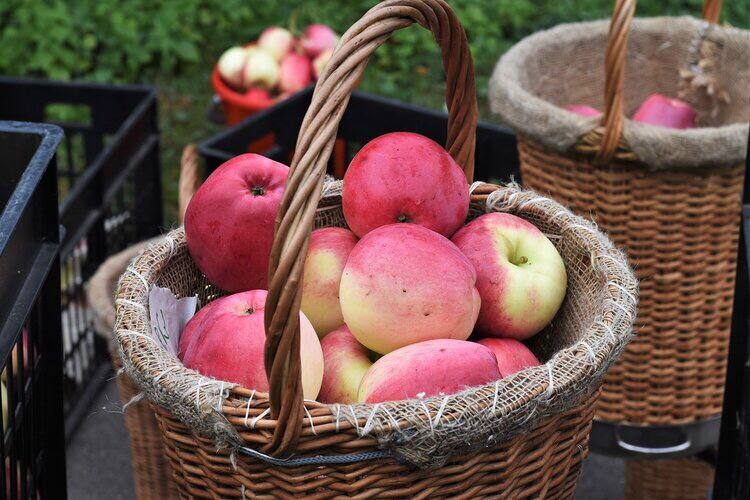 3 сентября, в ботаническом Саду состоится праздник — “Яблоки МГУ”