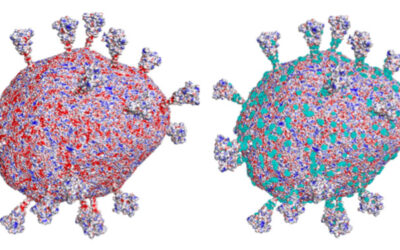 Биофизики и синтетические биологи создали карту распределения электрического потенциала на оболочке коронавируса