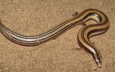 Геометрия помогла ученым Зоомузея МГУ выделить предположительно новый таксон иранских змееящериц
