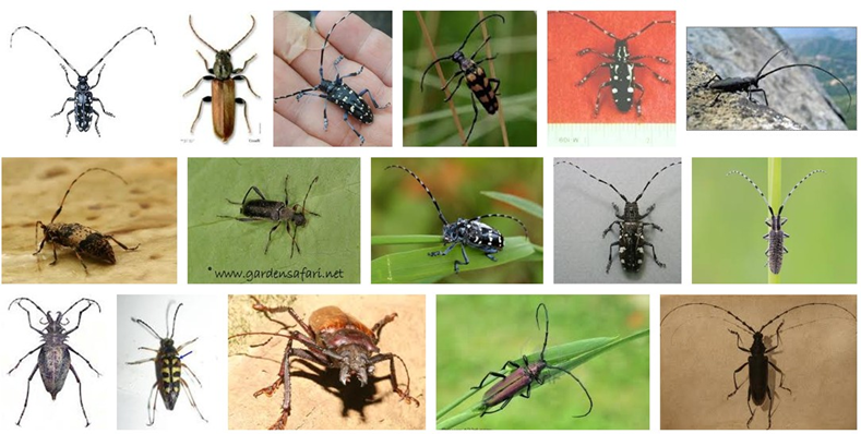 Лекция «Химическая экология жуков-усачей (Coleoptera: Cerambycidae)»