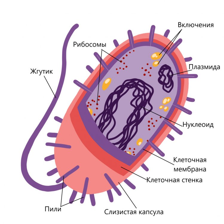 Строение бактериальной клетки. Источник: Foxford.ru