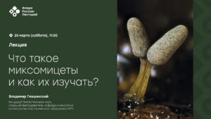 Лекторий «Флоры России»: миксомицеты, 25 марта в 11.00